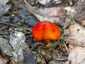 Feketedő nedűgomba (Hygrocybe conica), Budai-hegység